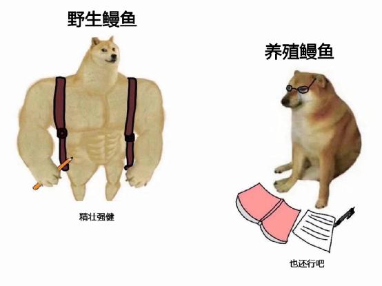 熬了三年，日本鳗鱼终于降价了