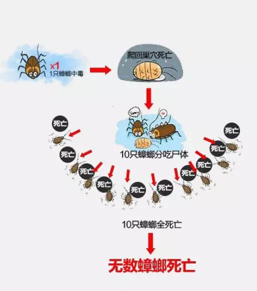 让蟑螂来一只死一窝的方法,蟑螂克星一窝端