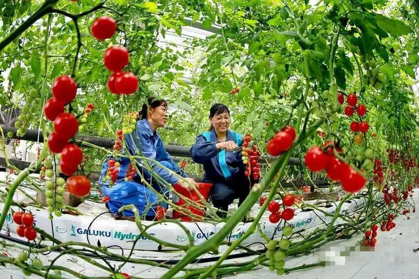 东青帮直播在线观看,东青帮直播在线