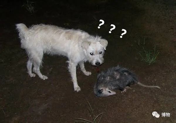 我死了又活了,我死了我的债务怎么办