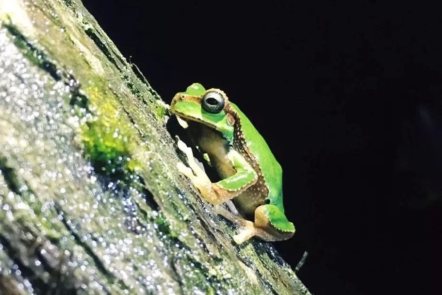 别去挤景点了！生态旅游了解一下