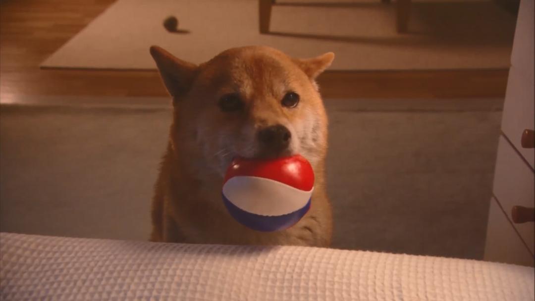 养了十年的狗和出生的婴儿,养了10年的狗和男朋友你选谁