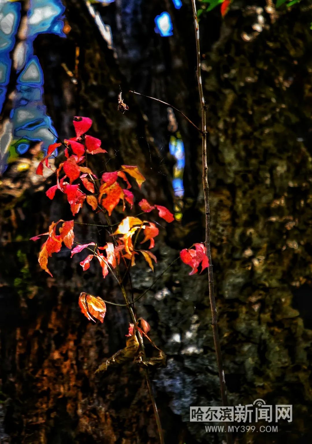 看万山红遍层林尽染全文图片,看万山红遍层林尽染全文朗诵