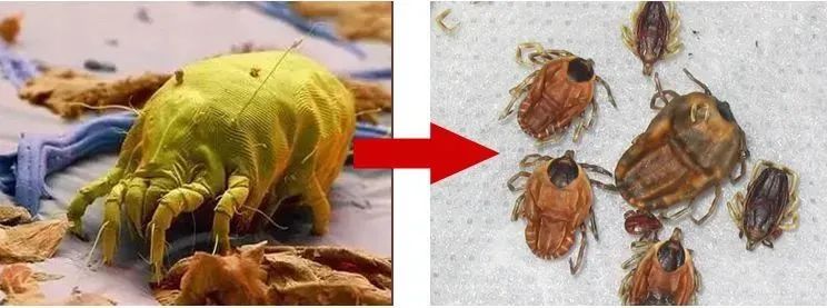 团|墙上插上它，24小时物理除螨，让千万螨虫集体自杀，比太阳暴晒强10000倍