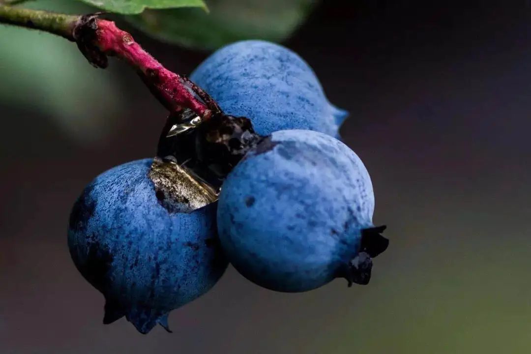 青白江足球场推荐,青白江特色风景