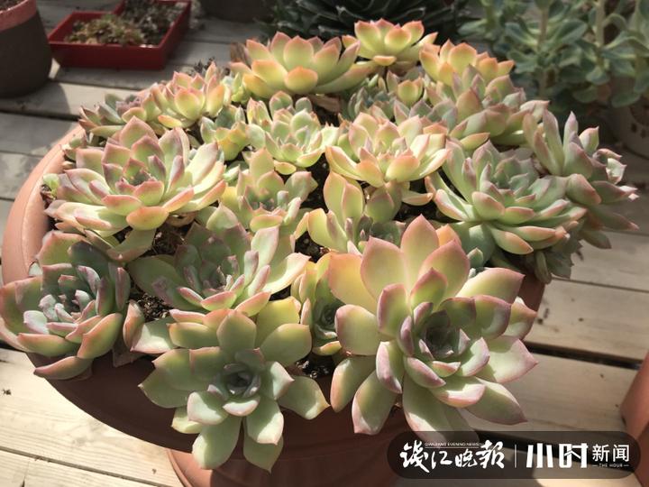 秋日盛宴！赏向日葵花海玩“猫猫兔”，省农科院杨渡科研创新基地多姿多彩