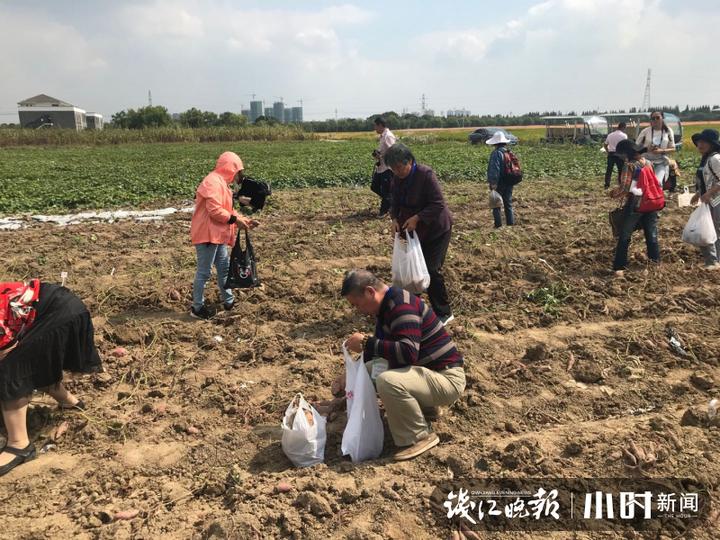 秋日盛宴！赏向日葵花海玩“猫猫兔”，省农科院杨渡科研创新基地多姿多彩