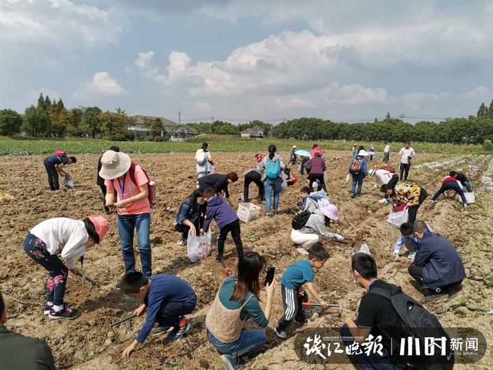 秋日盛宴！赏向日葵花海玩“猫猫兔”，省农科院杨渡科研创新基地多姿多彩