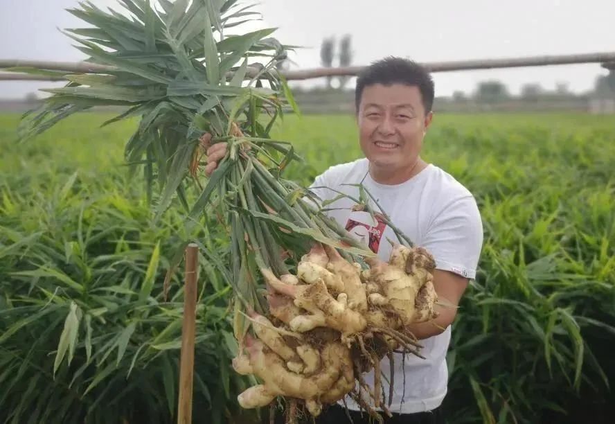 2021年要种好姜？邀请你花1天时间，给自己一个确切的答案