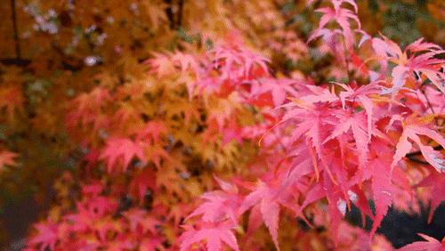 传说中的枫叶,传说中的光雾山红叶