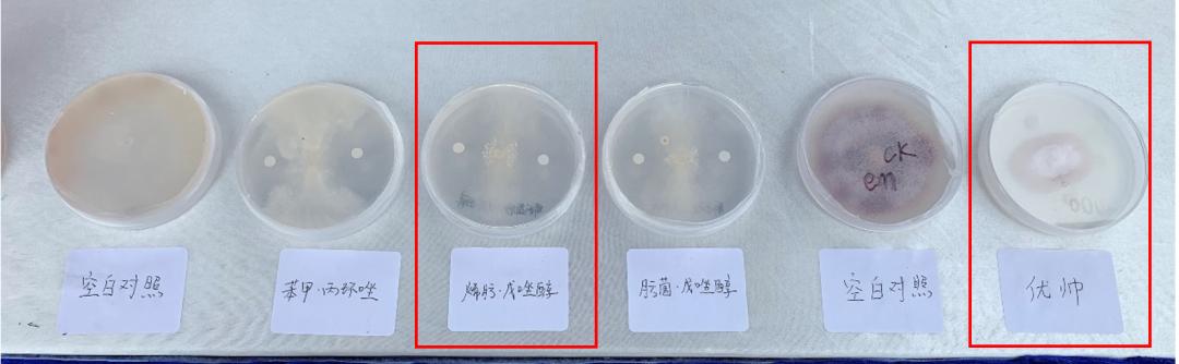 中化农业五合一,中化农业map水稻套餐