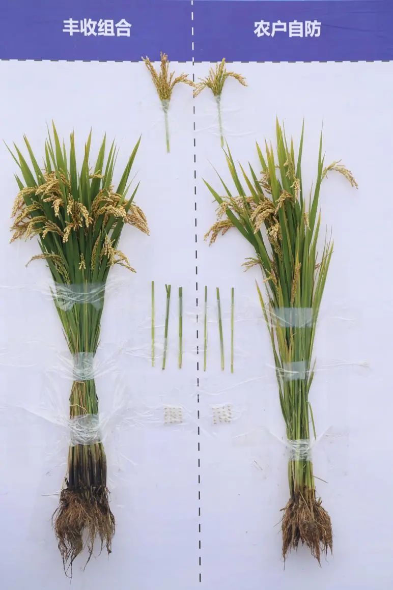 中化农业五合一,中化农业map水稻套餐