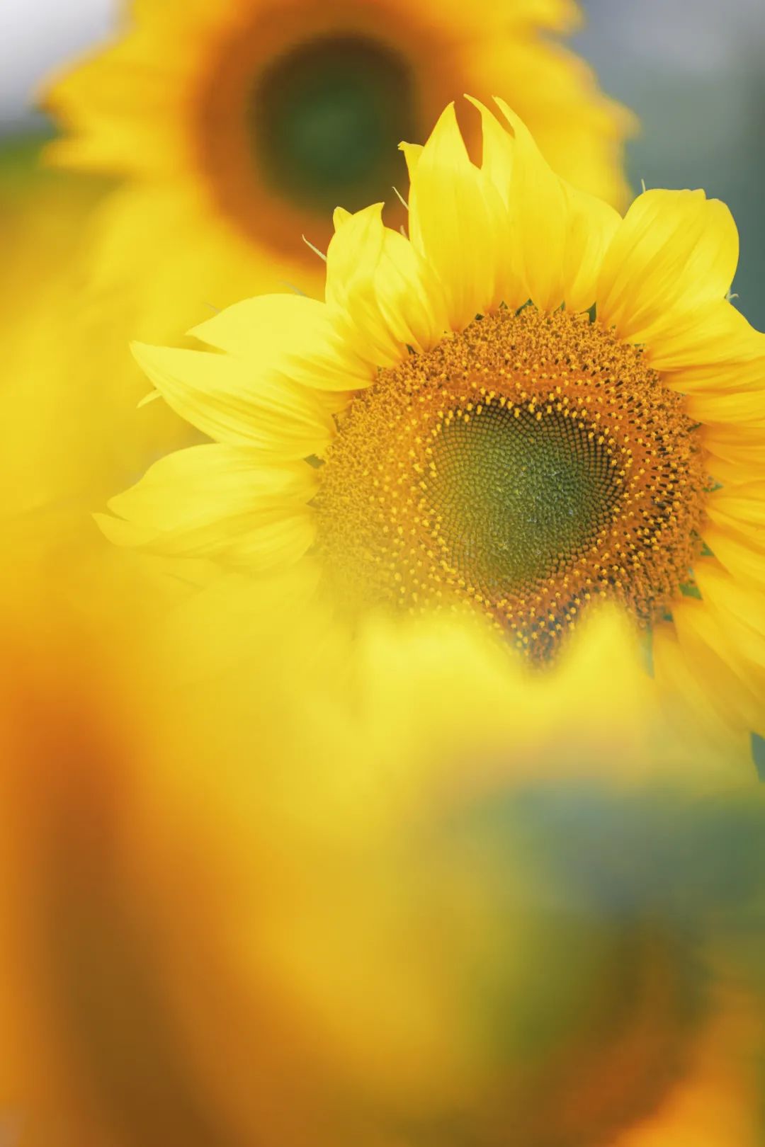 去东湖看花,去东湖看风景