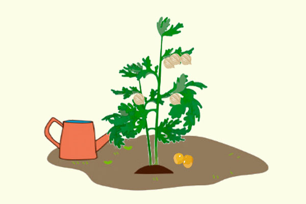 姑娘果营养配比,姑娘果甜不甜