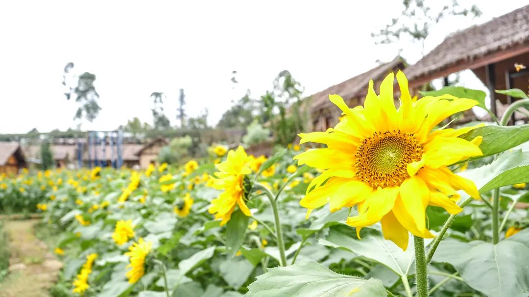 成都双流晚上适合拍照打卡的地方,成都周末打卡推荐双流