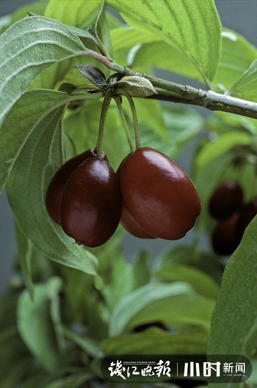 王维诗中提到的茱萸是什么,重阳节唐诗里的茱萸指的是谁