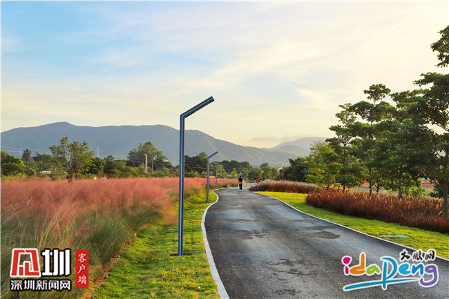 七娘山下禾塘湿地公园,大鹏禾塘湿地公园粉黛乱子草