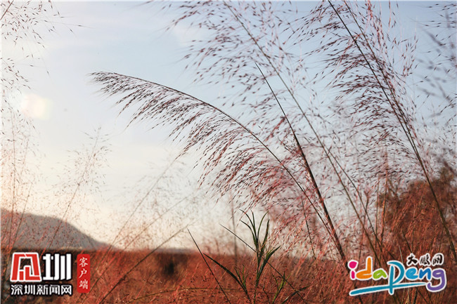 七娘山下禾塘湿地公园,大鹏禾塘湿地公园粉黛乱子草