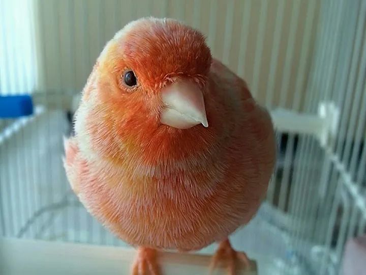 双鸟比翼飞图片,各种罕见奇鸟比翼双飞