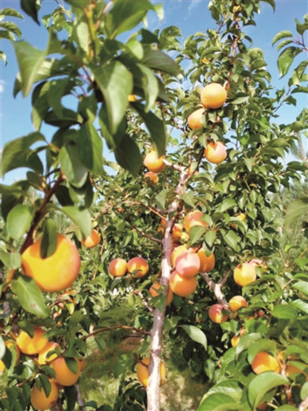 包头世外桃源现状,内蒙古世外桃源