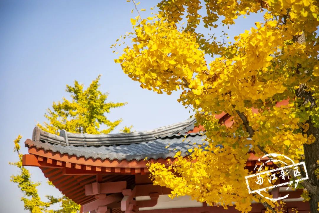 曲江秋天风景,曲江的秋色