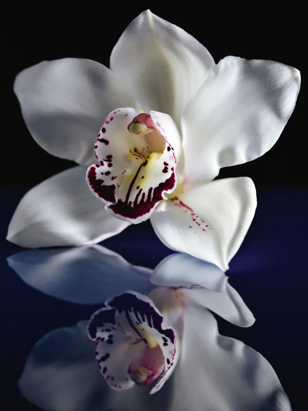 双11加购指南第三波|年度提升幸福感好物