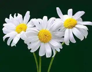 唇膏选不对有致癌风险,唇膏致癌真假