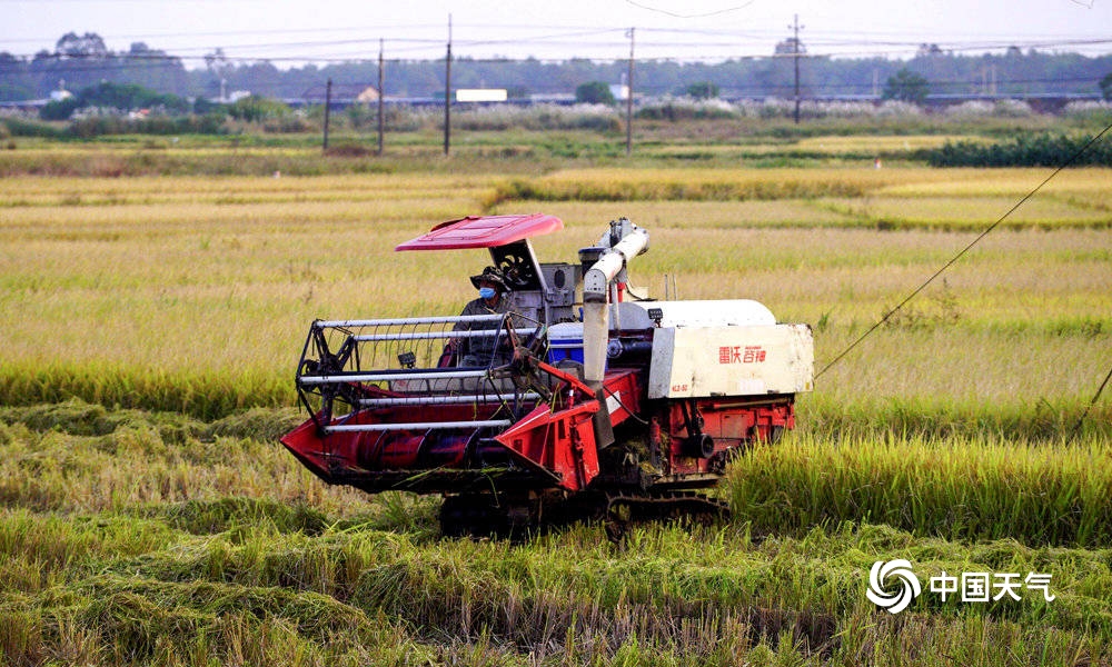 钦州千亩稻田花海,钦州万亩金黄稻田绘出美丽秋收图