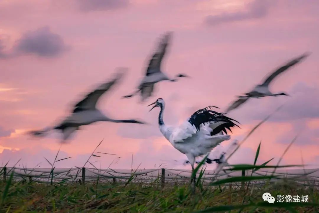 盐城发色,盐城代表颜色