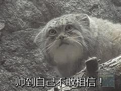 兔狲遇到大橘猫,橘猫面对野生兔狲