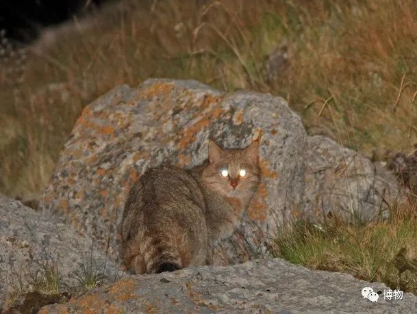 兔狲遇到大橘猫,橘猫面对野生兔狲