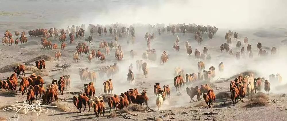 额济纳旗骆驼节,额济纳旗第三届骆驼那达慕