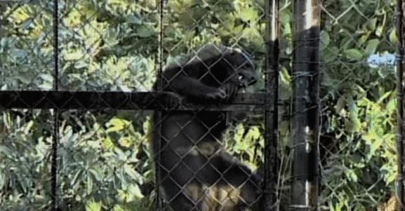 蜜獾被一条蟒蛇生吞了,蜜獾捕食大蟒蛇