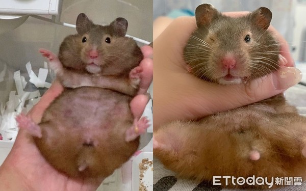 昨晚喝太多!鼠宝睡成黑糖Q麻糬 「扶起又软掉」坚持赖床