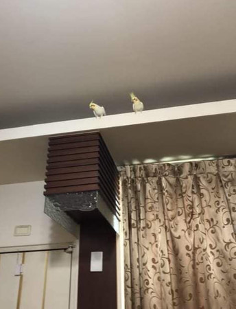 玄凤鹦鹉饿了三天仍然怕人,玄凤鹦鹉饿了三天了