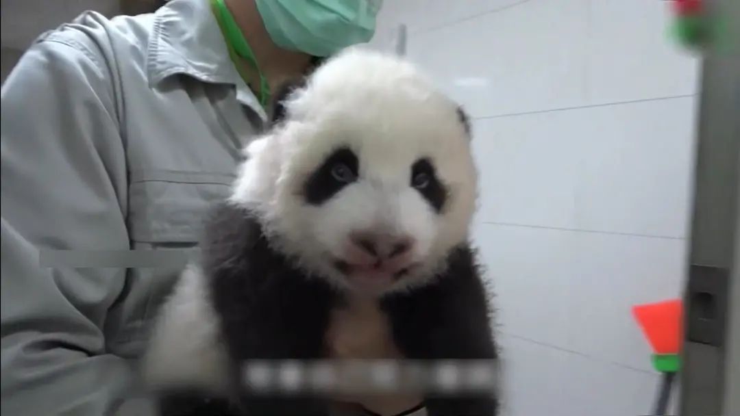 熊猫圆仔圆宝能回大陆了吗,大熊猫国宝亮相