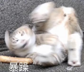 《贪玩蓝月》年入10亿?背后的玩法也太“流氓”了