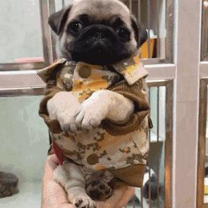 狗狗穿衣禁忌,狗狗穿衣