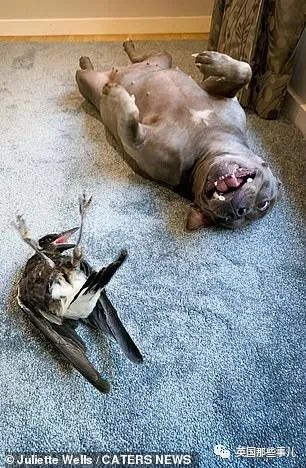 狗子把受伤的喜鹊当娃养，没怀过孕居然开始产奶