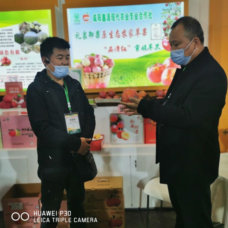 礼泉小河御梨最新消息,陕西礼泉苹果