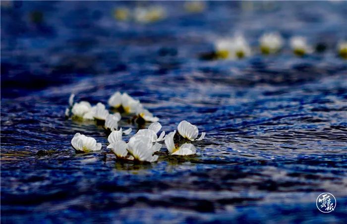 水更清！看云南“明珠”常亮常清