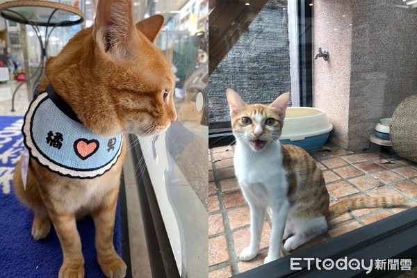 出乃玩!萌橘「招财猫挥手」求陪玩 同伴翻肚已读:静静看你装B