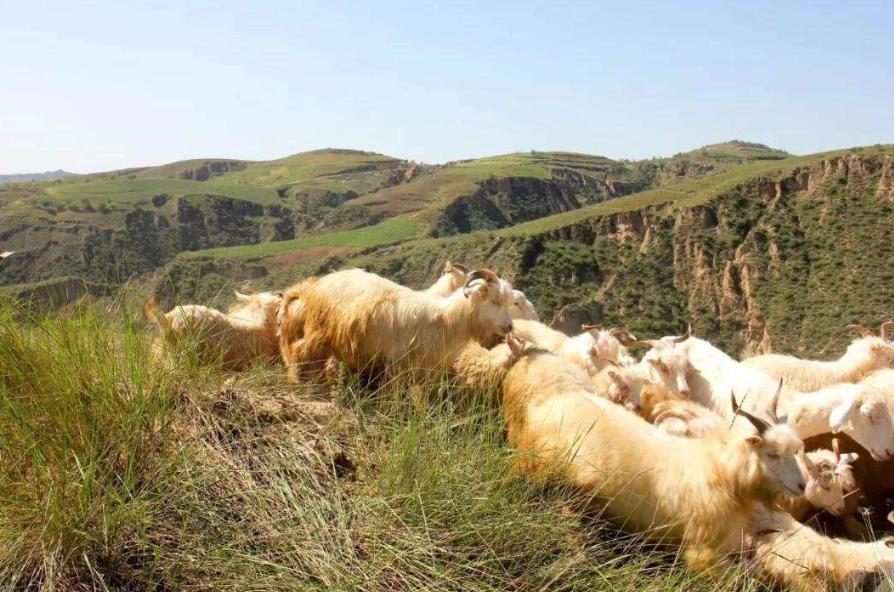 鍐閲岀殑缇婄兢,娣卞北閲岀殑缇婄兢