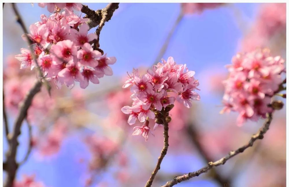 昆明春城风光秀,昆明春城秀小视频