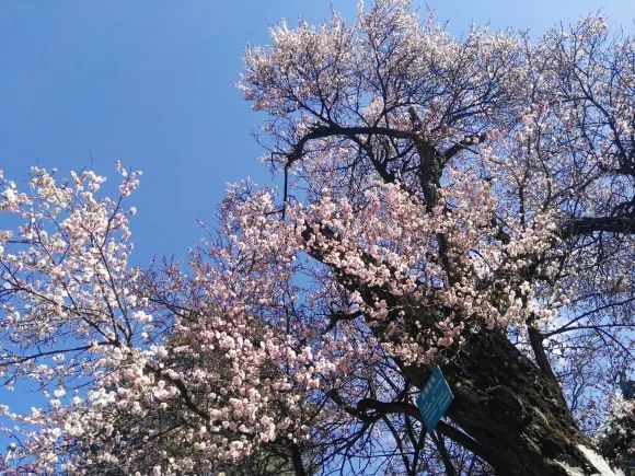 昆明春城风光秀,昆明春城秀小视频