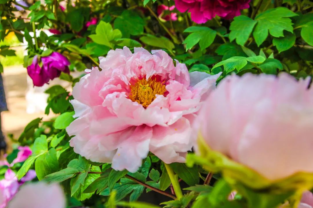 昆明春城风光秀,昆明春城秀小视频