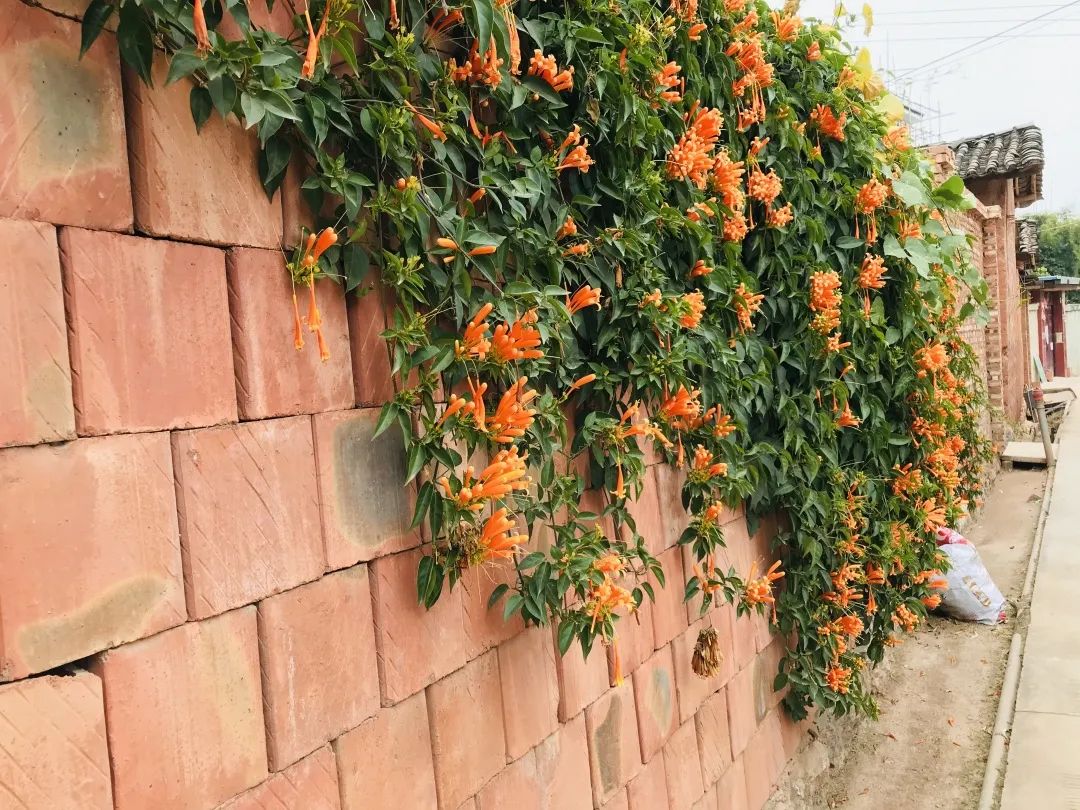 昆明春城风光秀,昆明春城秀小视频