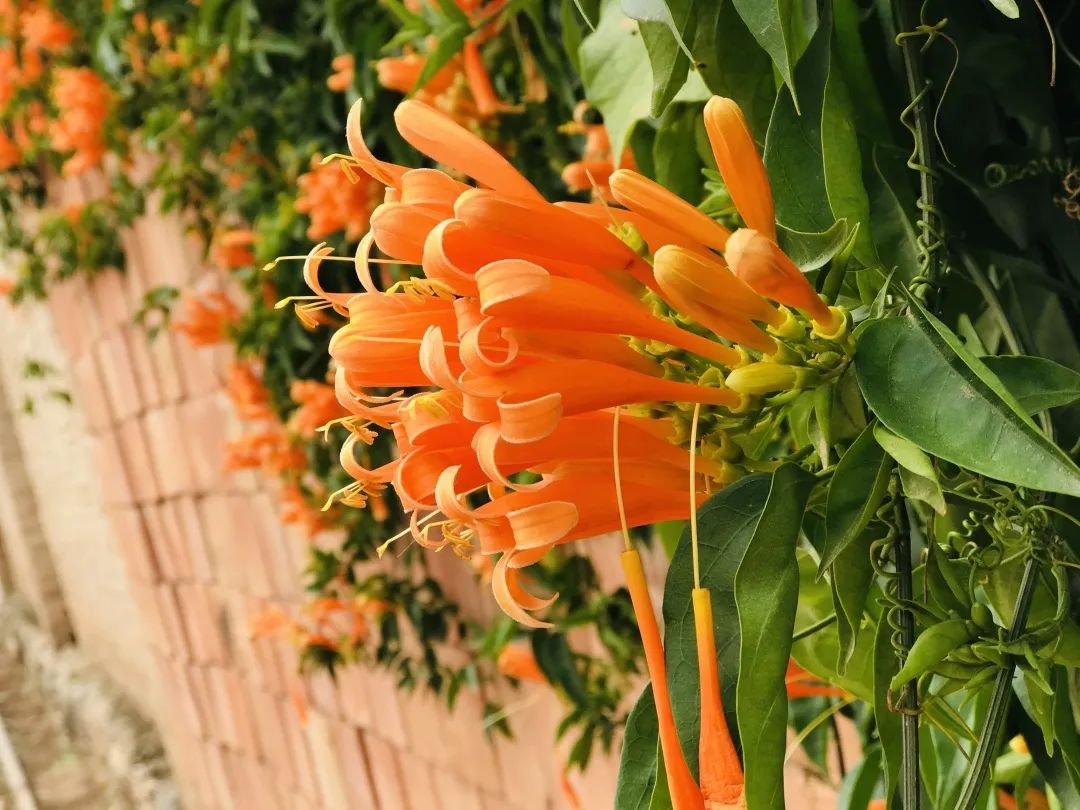 昆明春城风光秀,昆明春城秀小视频