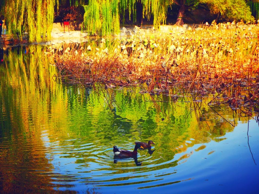 漫谈相对论合集,圆明园圆明时光