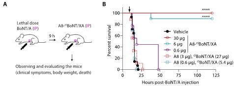 STM|以毒攻毒：哈佛医学院董民团队攻克肉毒杆菌中毒难题